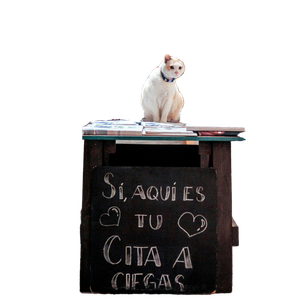 A Cute Cat Sits In A Cozy Mexico City Bookstore Surrounded By Shelves Of Books. 17888 - Cat PNG image with transparent background